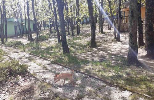 Shkorpilovtsi Otro | Бунгала Дъбрава