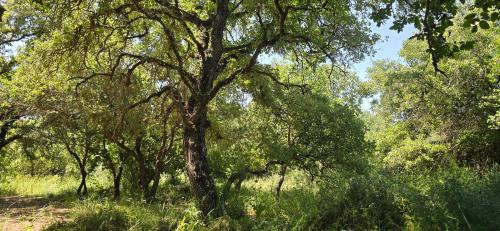 Menashe Casa | בית בכפר