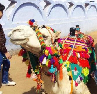 Sohag Alquiler De Eote | قارب اسوانى