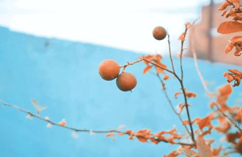Sadabad Casa | दाऊजी ब्रज धाम आस्था और शांति