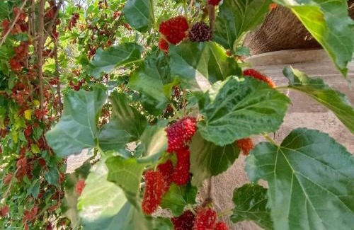 Khun Tan Casa | ต้นพร้าวรีสอร์ท Ton prao Resort