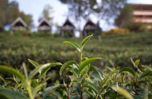 Mae Suai Complejo | เลาลีฮิลล์รีสอร์ท Laulee hill resort