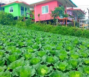 Lom Kao Cabina | ไร่รุ่งอรุณ ภูทับเบิก