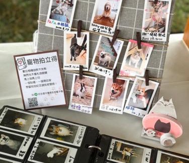 Taitung City Centre Casa | 小貓兩三隻民宿 Kittens B&B 貓咪民宿&寵物友善