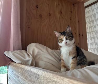 Kure Casa | 猫と泊まれる宿にゃんstay