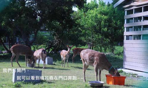 Lukang Cama Y Desayuno | 頌謙文旅 梅花鹿同住