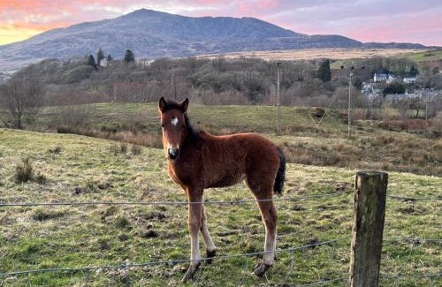 Dolwyddelan Casa | 1 Aberbeinw