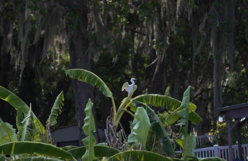 Crystal River Casa | 15 Minutes to the Gulf of Mexico! Beautiful home on Lake Rousseau