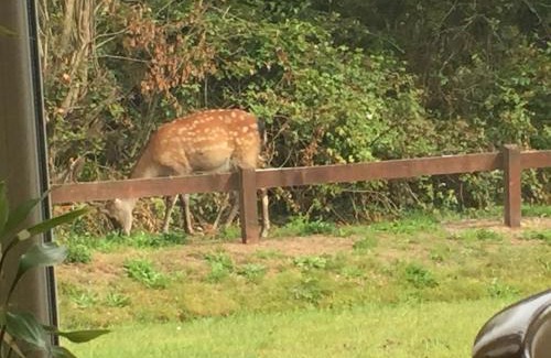 Kenmare Cama Y Desayuno | 2 Mile Lodge