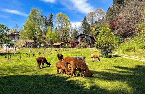 Montegrino Valtravaglia Apartamento | 2-room apartment in a farm with alpacas