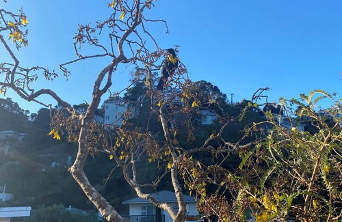Wellington Casa | 3 Bedroom Passive Haus in the lush Aro Valley