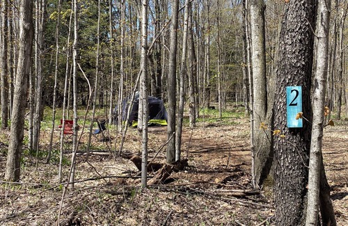 Beulah Alquiler De RV | Private Wooded Campsite for Tents or Small RV's #3