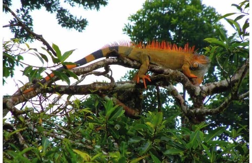 Manuel Antonio Apartamento | 5 minutes away from Manuel Antonio National Park