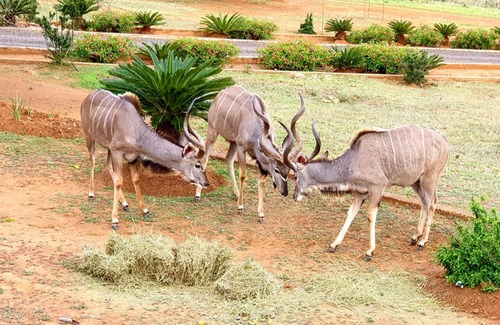 Lydenburg Apartamento | 66 Sharalumbi Wildlife Estate
