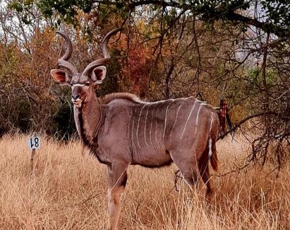 Lydenburg Apartamento | 66 Sharalumbi Wildlife Estate