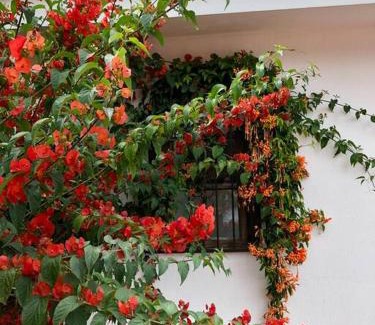 Antigua Guatemala Casa | A home in the heart of Antigua