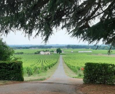 Saint-Magne-de-Castillon Cama Y Desayuno | A L'OMBRE DE LA TREILLE -Proche Saint-Emilion