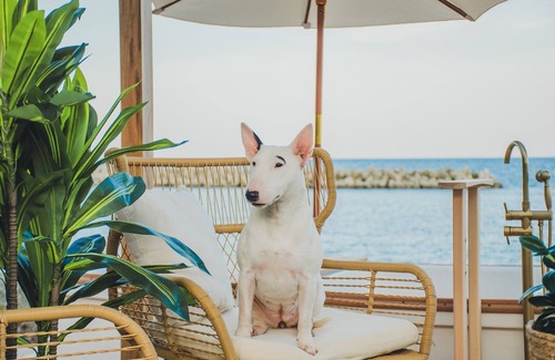 Sado Casa | A310to Dog: Sakashima Dog Resort