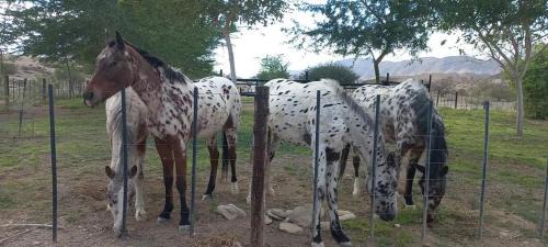 Erongo Cabina | Achab chalets