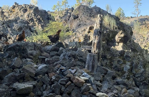 Deschutes River Woods Apartamento | Adorable tiny home cozied up to lava rock!