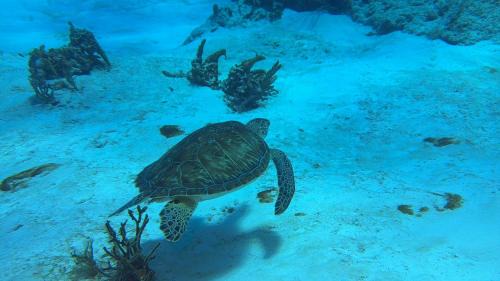 Cozumel Apartamento | Affordable Luxury 3BR The BEST Cozumel has to offer it is The LANDMARK