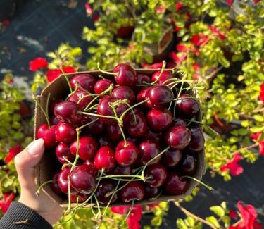Funes Cama Y Desayuno | Agriturismo Il Ceraseto da Tomasi