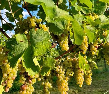Funes Cama Y Desayuno | Agriturismo Il Ceraseto da Tomasi
