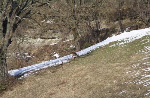Selvapiana Apartamento | Agriturismo Coradosso "Il Fienile"