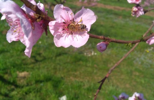 Pescantina Casa | Agriturismo Fior di Maggio