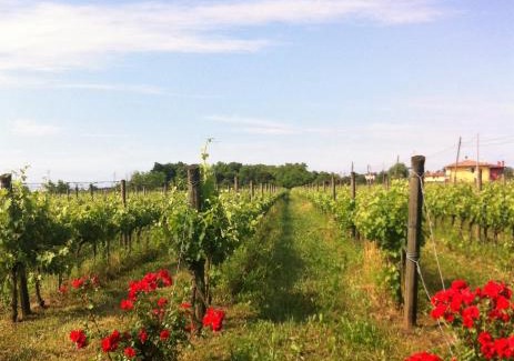 Noventa di Piave Casa | Agriturismo Gazza Ladra