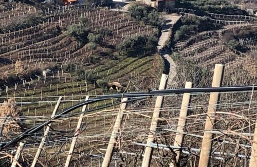 Monteforte d'Alpone Casa | Agriturismo la Preara