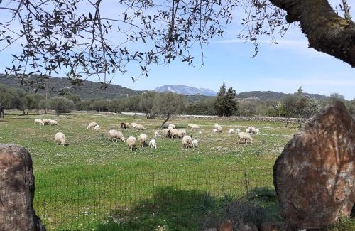 Dorgali Cama Y Desayuno | Agriturismo Pira Pinta