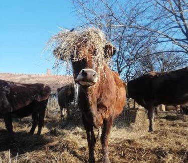 Nemesbuk Otro | AgroPing Korosajt Műhely