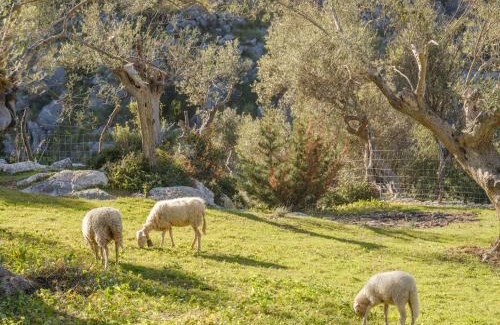 Soller Casa | Agroturismo Muleta de Ca S'hereu