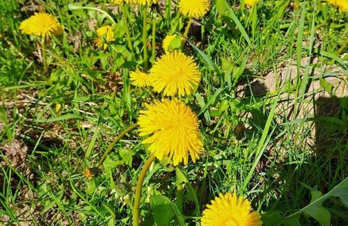 Stromiec Casa | Agroturystyka Zacisze nad Pilicą