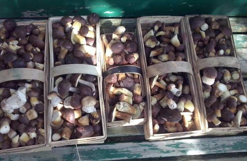 Stromiec Casa | Agroturystyka Zacisze nad Pilicą