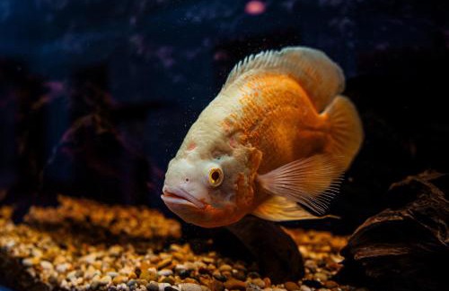 Kesklinn Apartamento | AirHome - Golden Fish