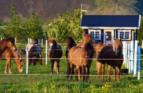 Sveitarfelagid Olfus Casa | Akurgerði Guesthouse 2 - Country Life Style