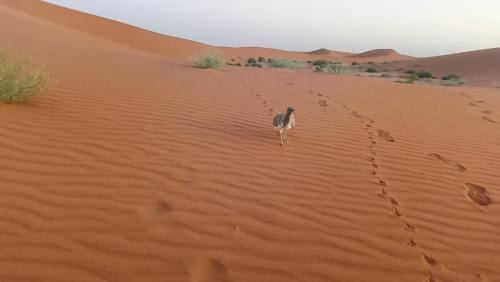 El Gouera Otro | Akwabir camp