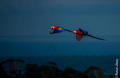 Puerto Jimenez Casa | Albergue La Laguna