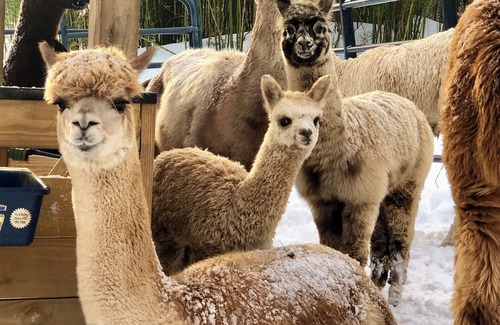 Phoenixville Cabaña | Alpaca Cottage