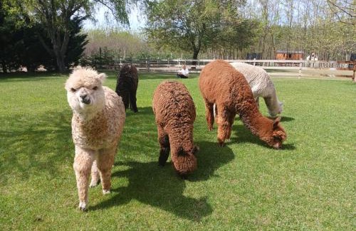 Helvecia Otro | Alpacacamp