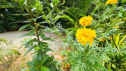 Kimbissa Casa | Ama Eco Lodge