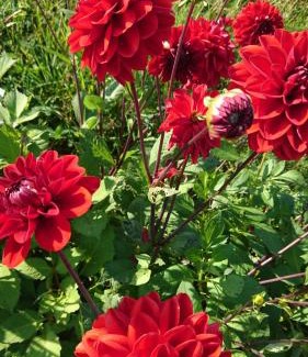 Ballydehob Cama Y Desayuno | An Carraig Ard B&B