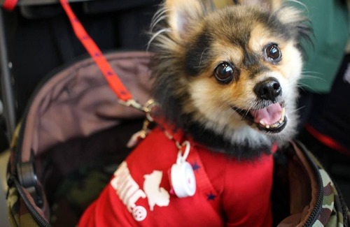 Karasuma Casa | An inn that is friendly to dogs and cats Kyoto Roo/ Kyōto