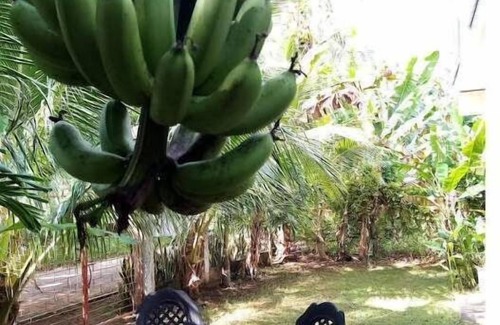 Siquijor Casa | Anerose homestay, Aleonas Room.