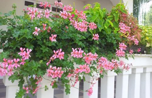 Balatonlelle Apartamento | Anna Villa Balatonlelle