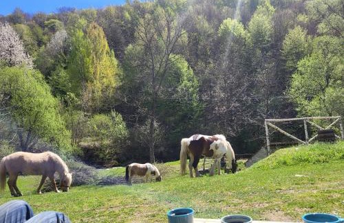 Stara Planina Apartamento | Antić apartmani Stara planina