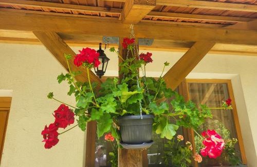 Stara Planina Apartamento | Antić apartmani Stara planina