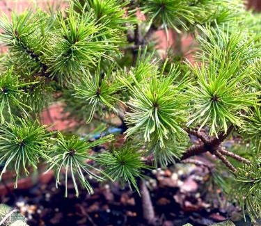 Voto Apartamento | APARTAMENTO con Jardín en Bádames